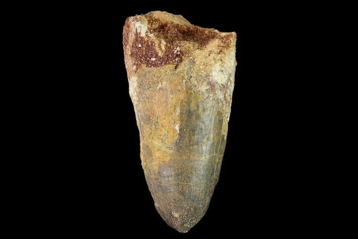 Large, Cretaceous Fossil Crocodile Tooth - Morocco #140586